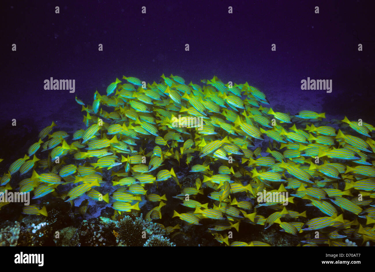 Blue Coral Seas,Underwater Photography,Maldives Oct 1989 Underwater Slide Conversions,Maldivian