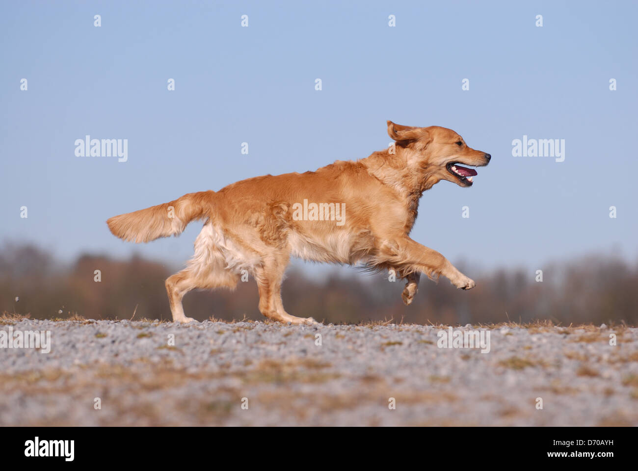 running Golden Retriever Stock Photo - Alamy