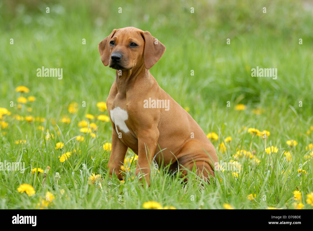 Rhodesian Ridgeback puppy Stock Photo - Alamy