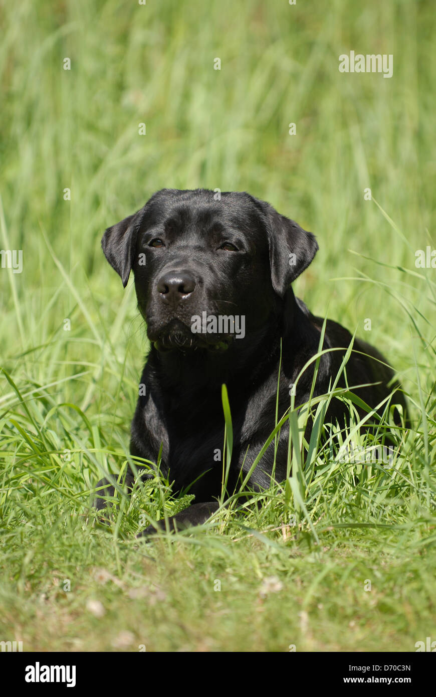 black Labrador Retriever Stock Photo - Alamy