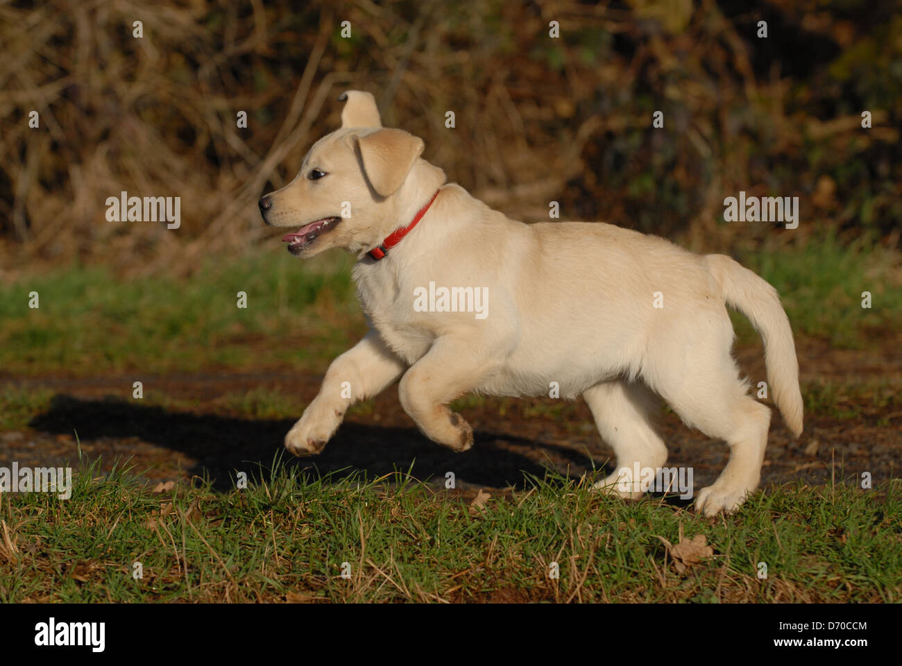 running Labrador Retriever Stock Photo Alamy