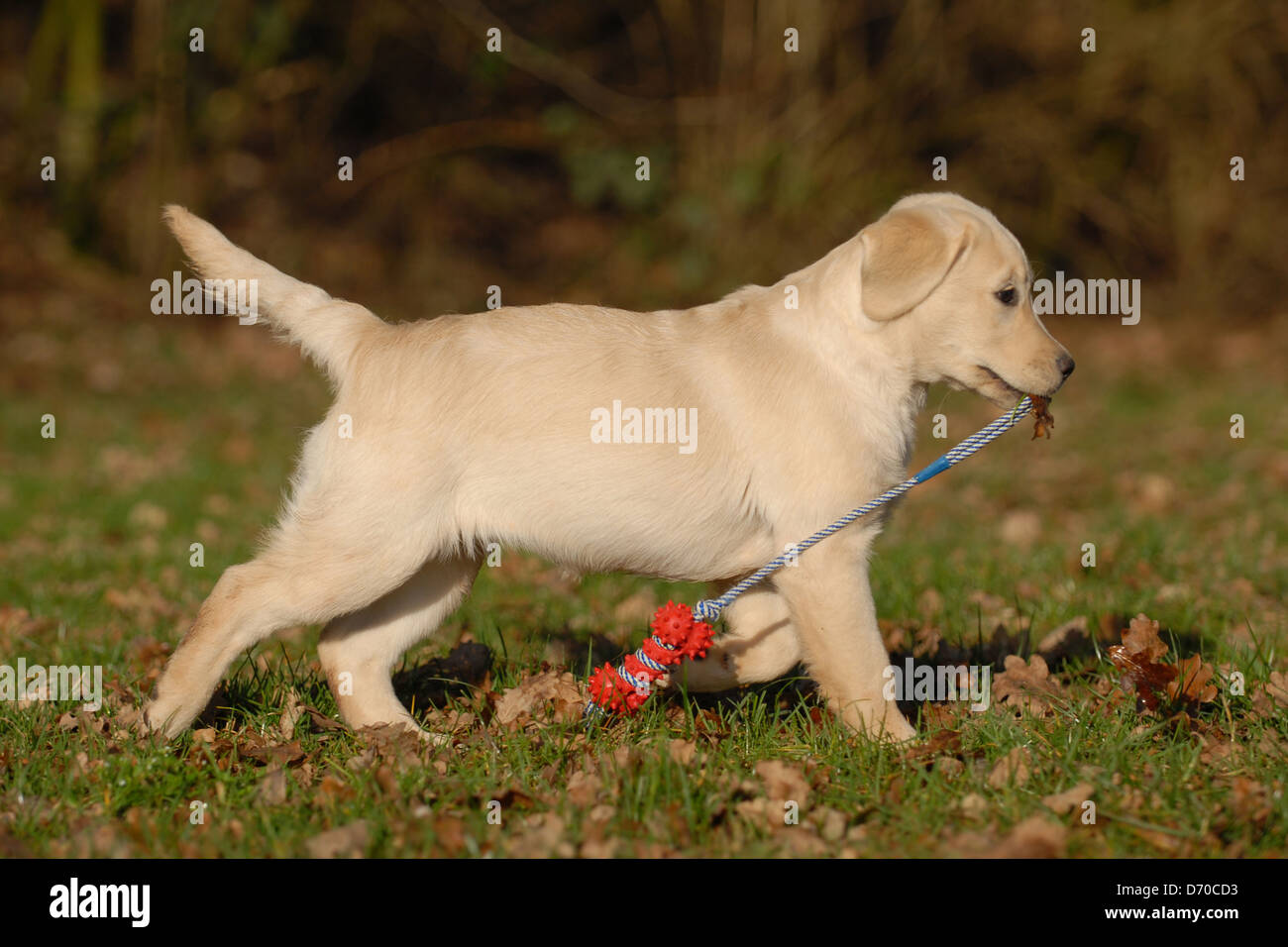 running Labrador Retriever Stock Photo Alamy