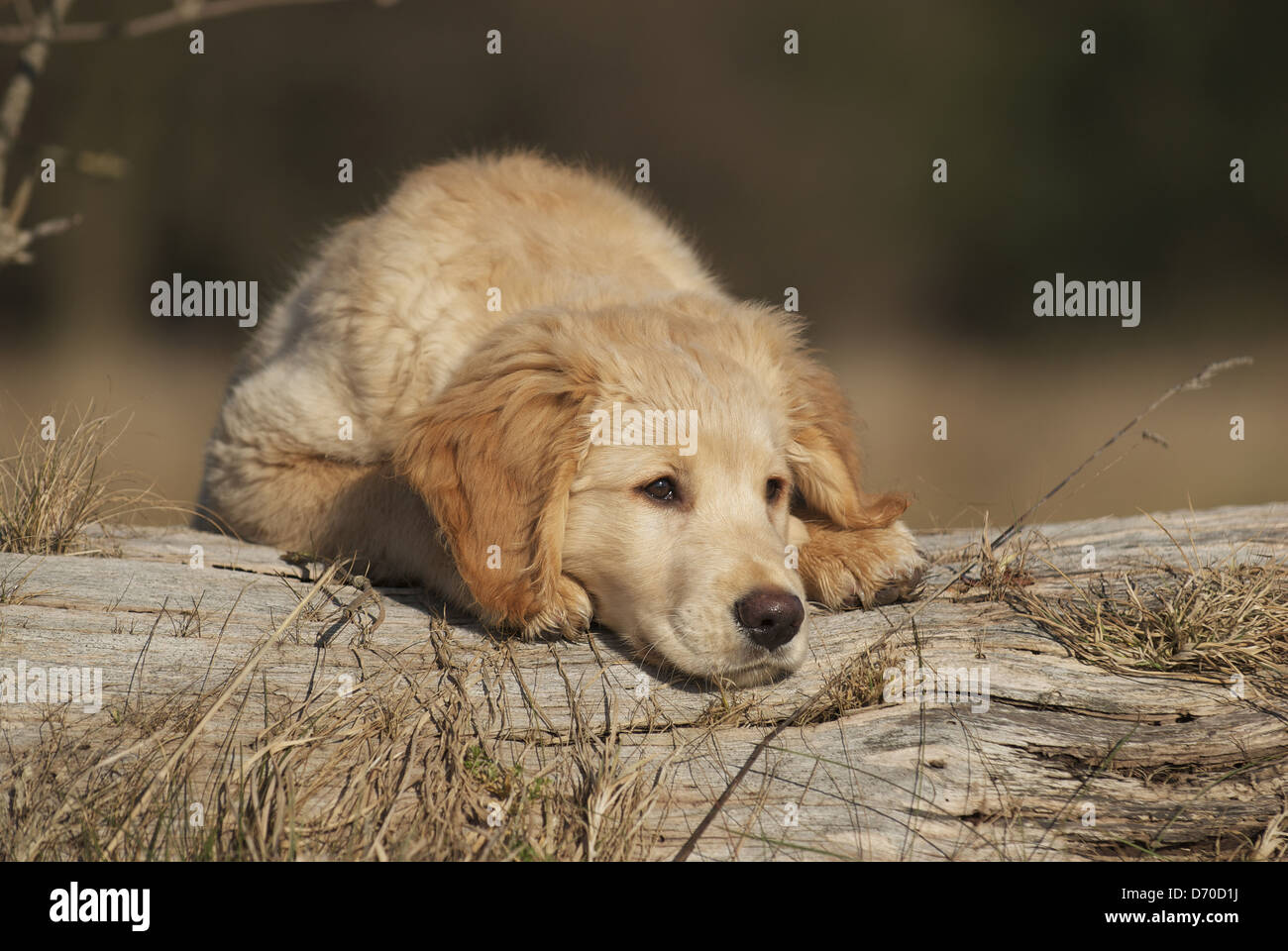 Golden Retriever puppy Stock Photo - Alamy