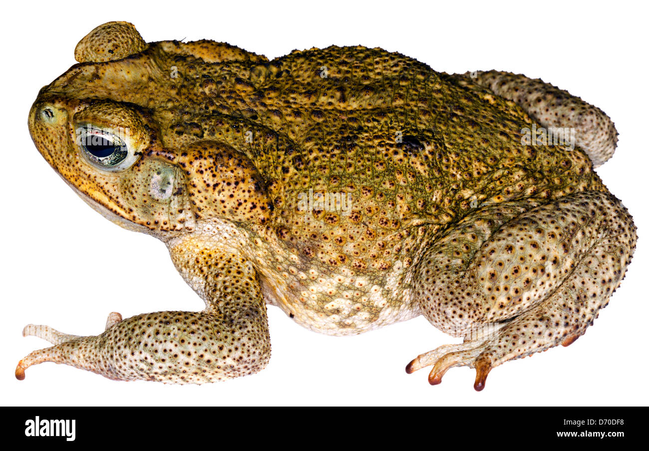 Cane Toad (Bufo marinus) Native to the Amazon Basin but an invasive pest elsewhere Stock Photo