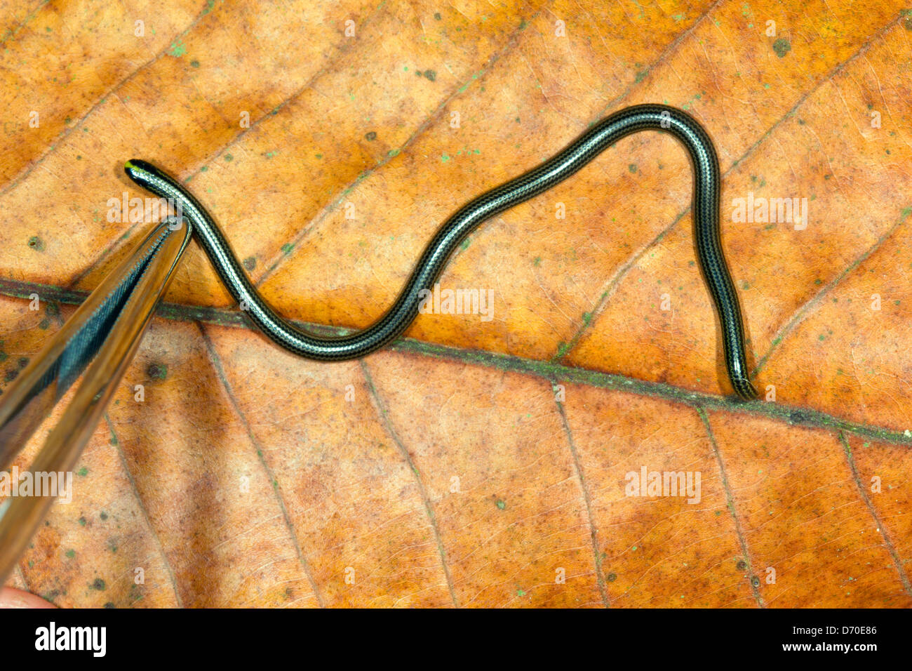 Thread Snake (Leptotyphlops sp.) from southern Ecuador. A very tiny snake only a couple of inches long. With forceps for scale Stock Photo