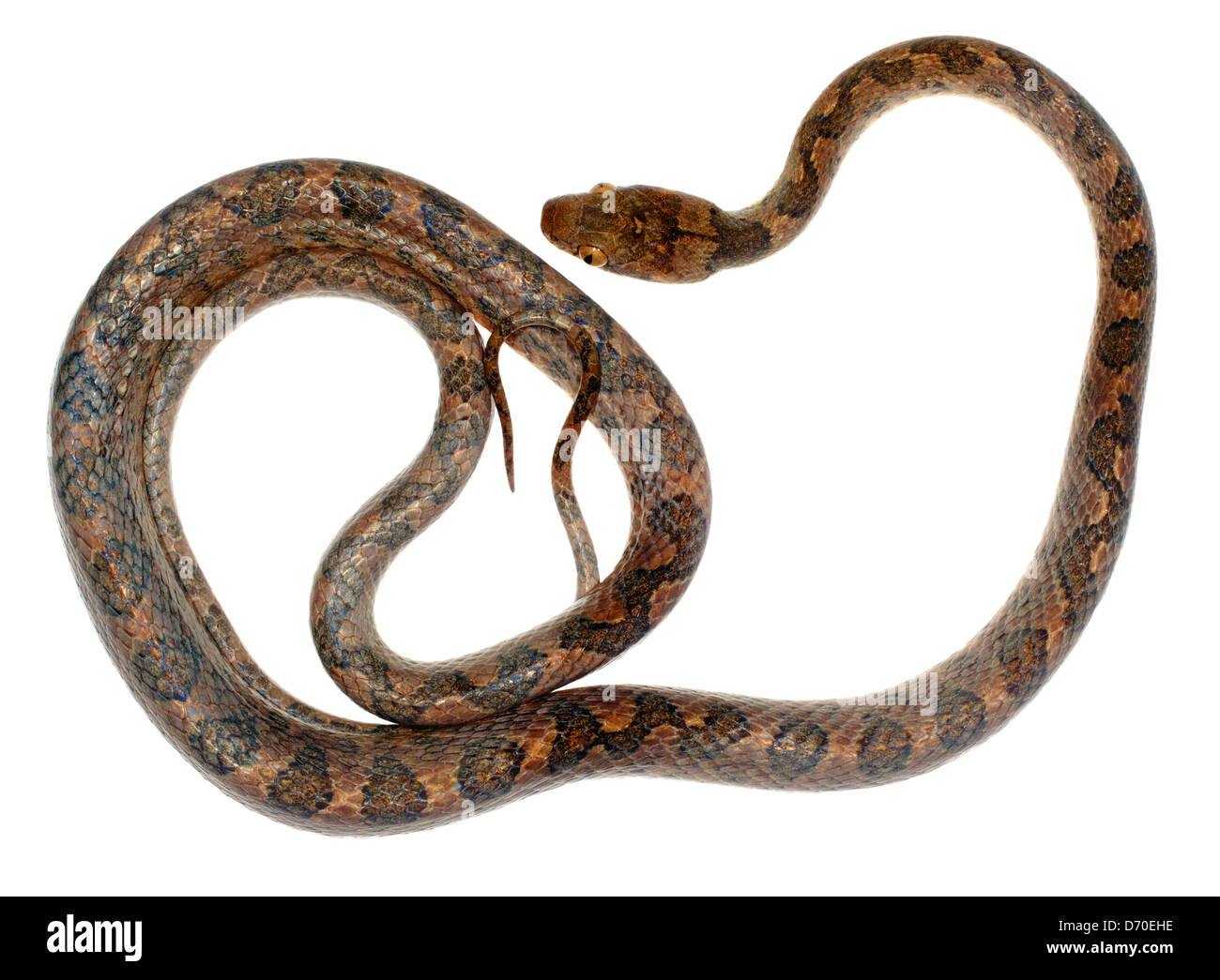 Cat-eyed Snake (Leptodeira septentrionalis) from tropical dry forest in southern Ecuador Stock Photo