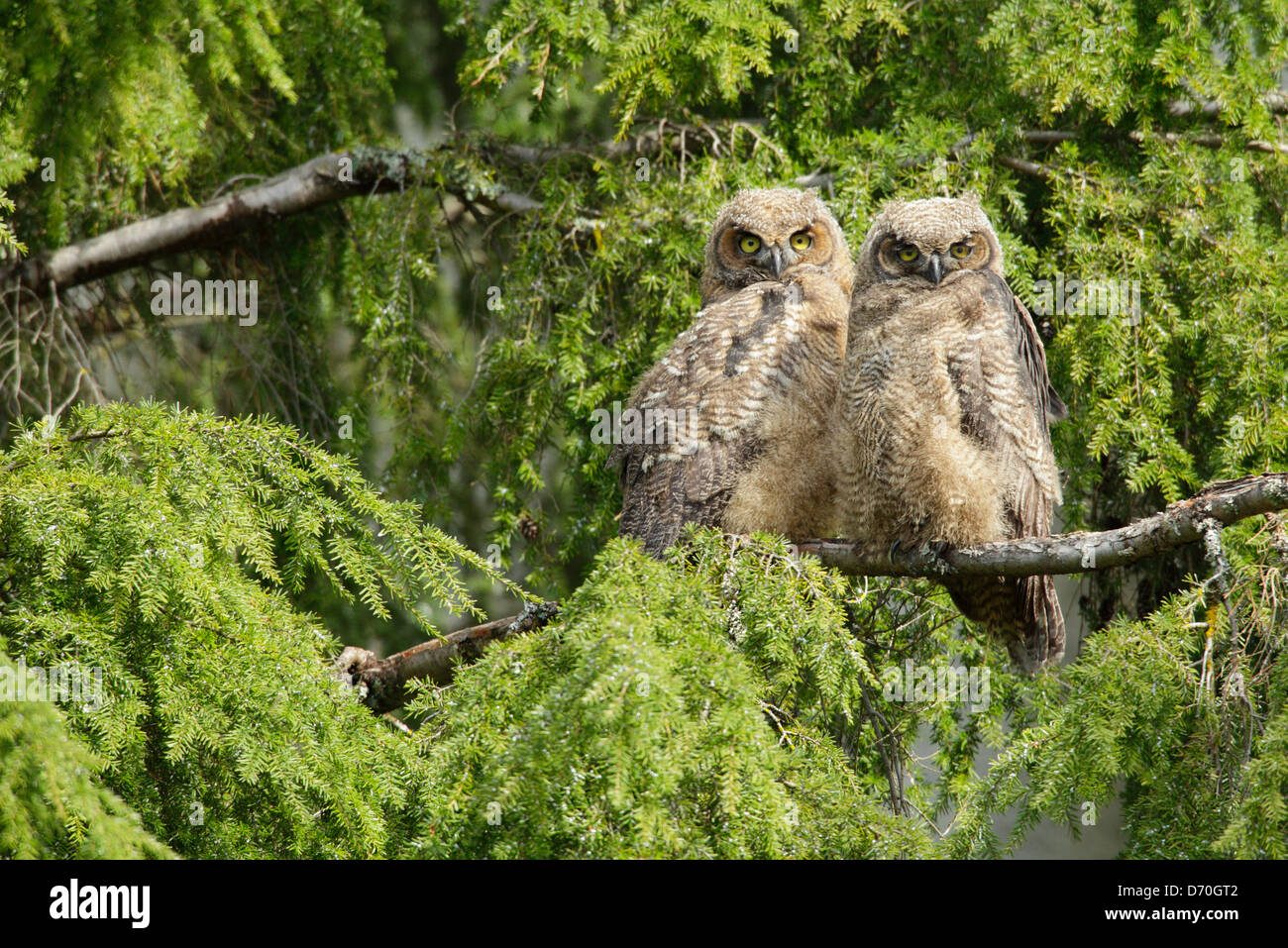 Two fledgling great horned owl owlets roosting in tree near nest-Victoria Vancouver island British Columbia Canada Stock Photo
