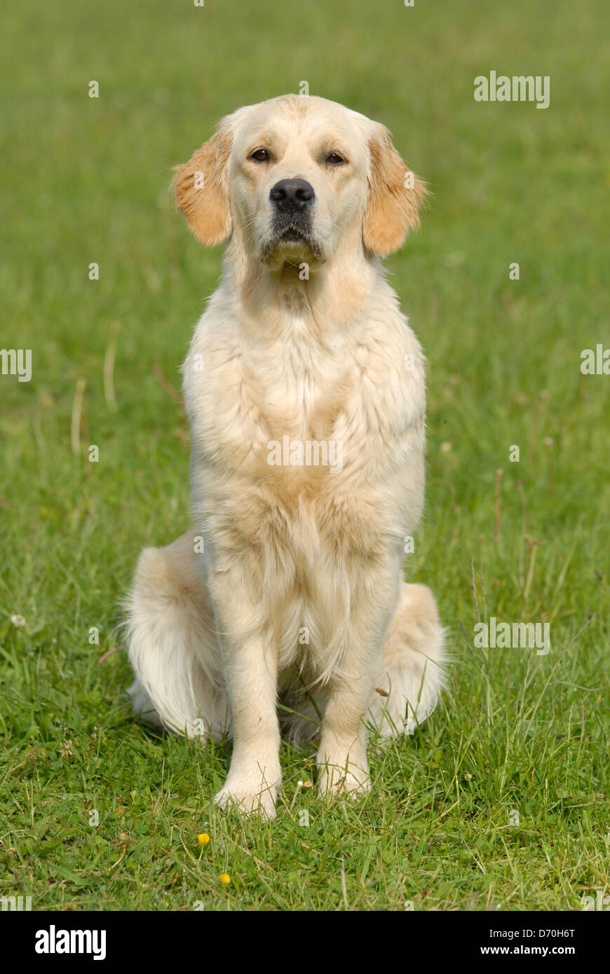 sitting Golden Retriever Stock Photo - Alamy