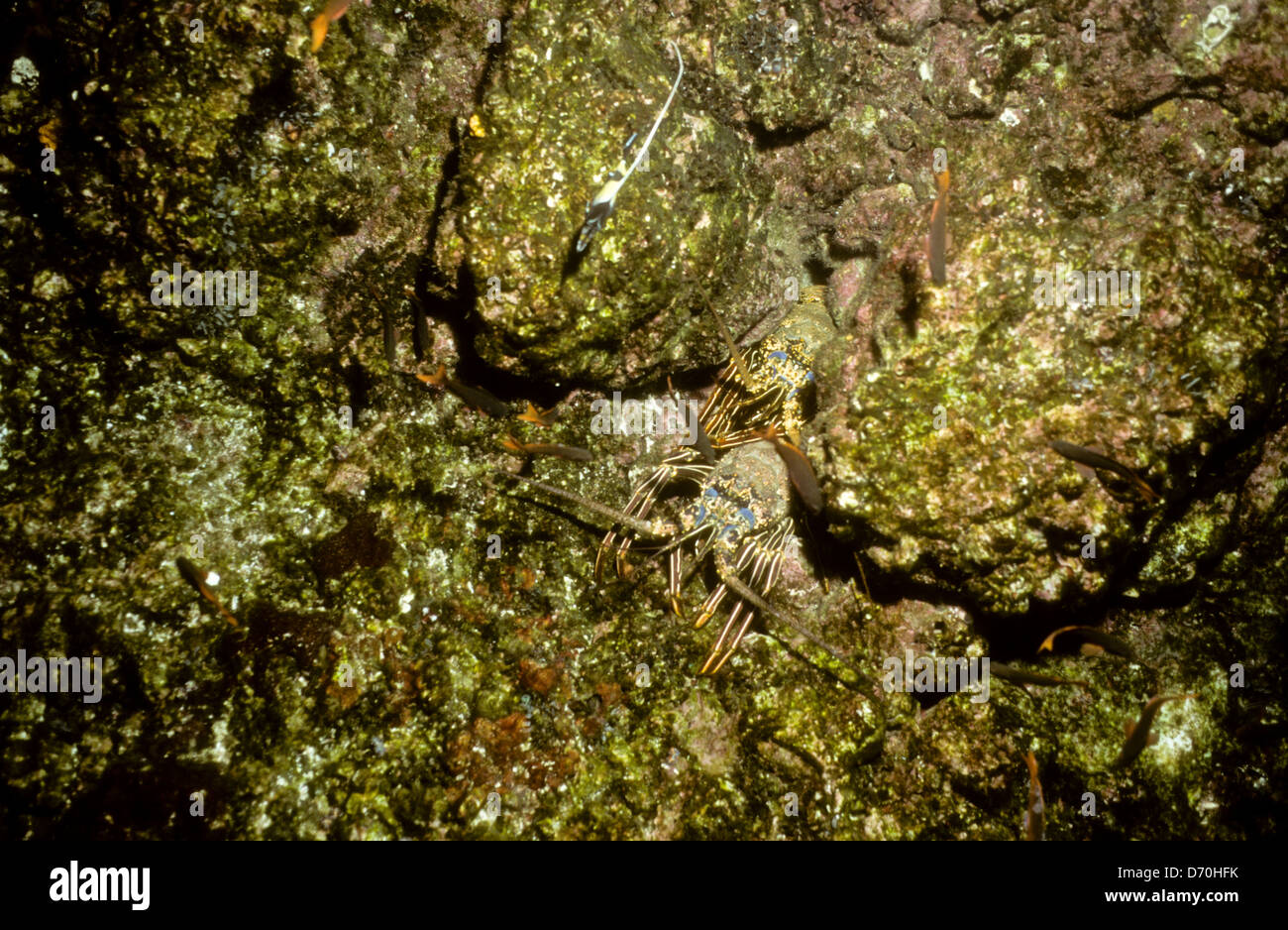 Scuba Diving,Cocos Island July-1998 Digital underwater Slides Conversions,Cocos Island,Isla de Cocos,Costa Rica,Central America Stock Photo