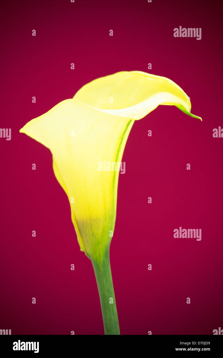 Arum Lily flower Stock Photo