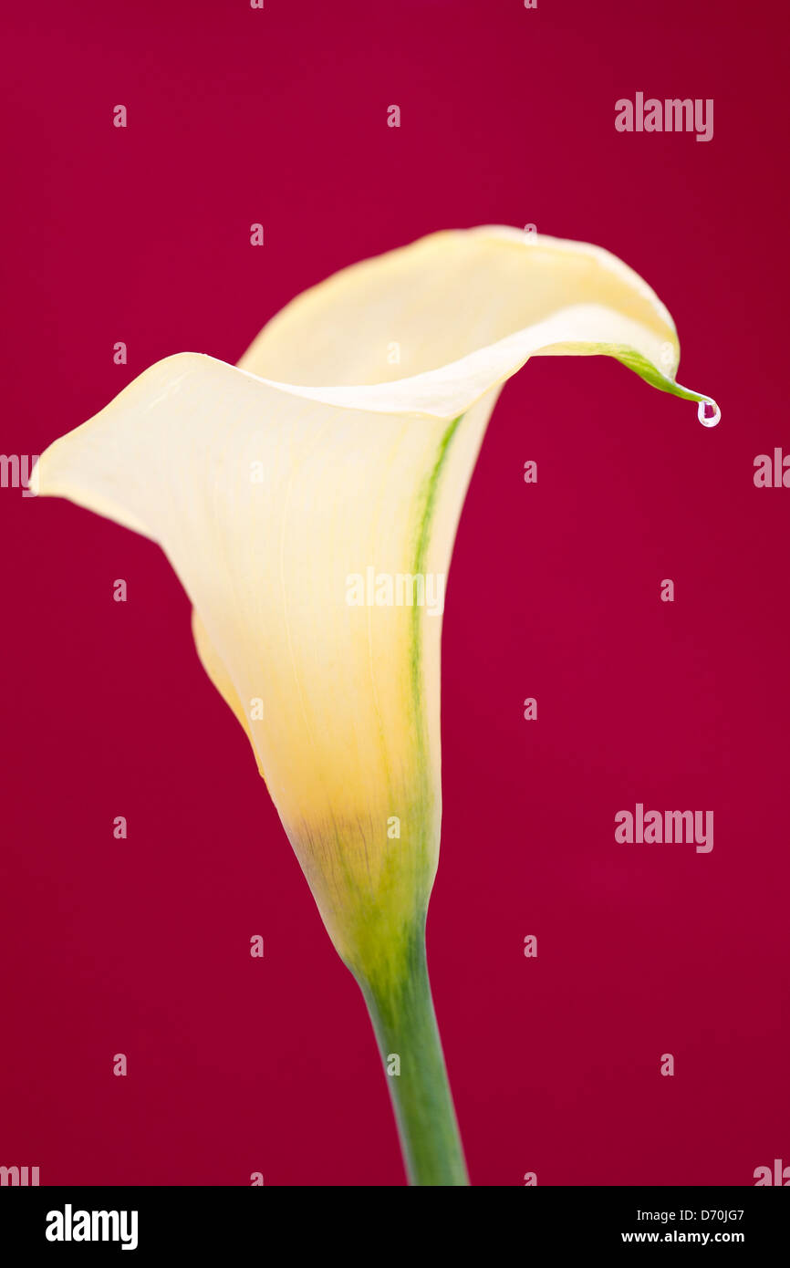 Arum Lily flower with water drop Stock Photo - Alamy