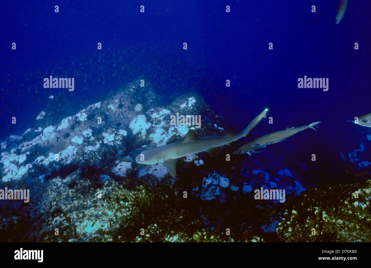 Scuba Diving,Cocos Island July1998 Digital underwater Slides