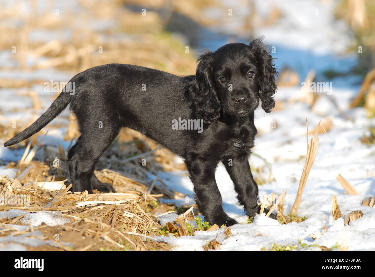 CollectA English Cocker Spaniel – Detailgetreue, Handbemalte Tierfigur Aus Kunststoff