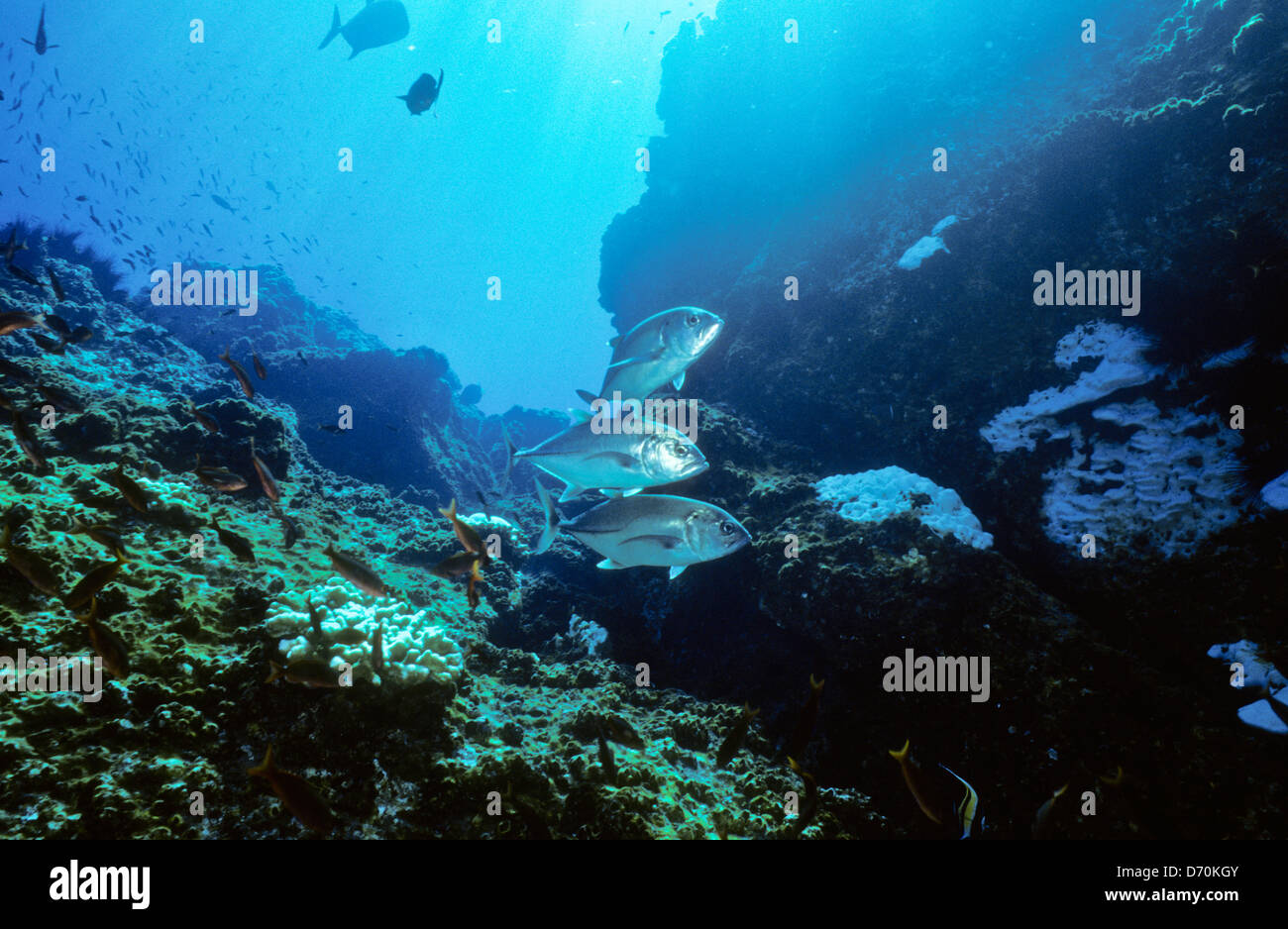 Scuba Diving,Cocos Island July1998 Digital underwater Slides