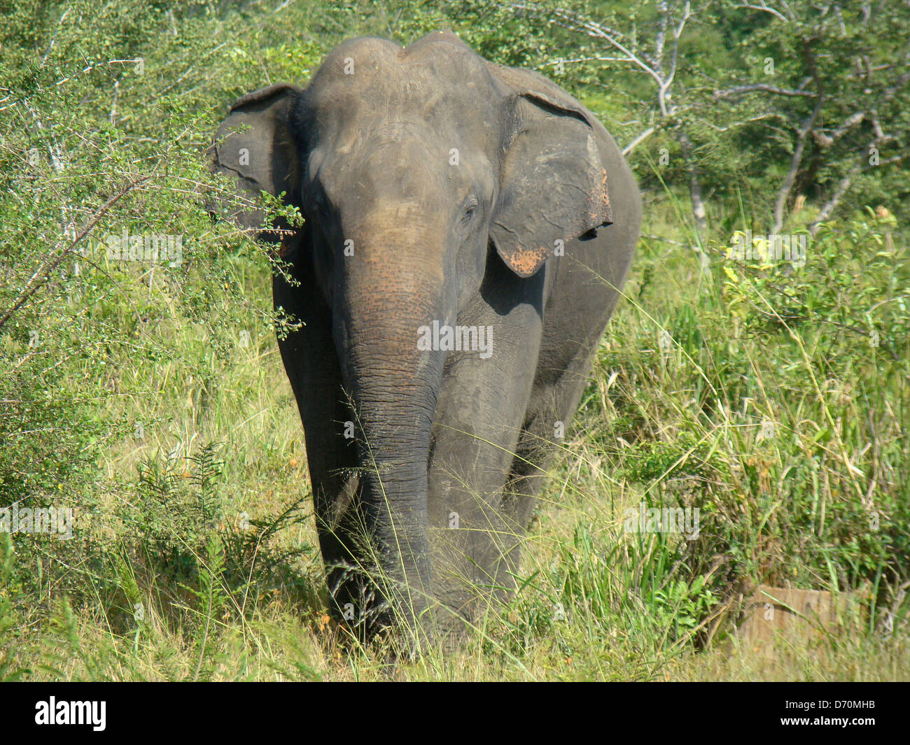 Sri Lanka, Uda Walawe National Park, Male Asian elephant (Elephas maximus maximus) Stock Photo