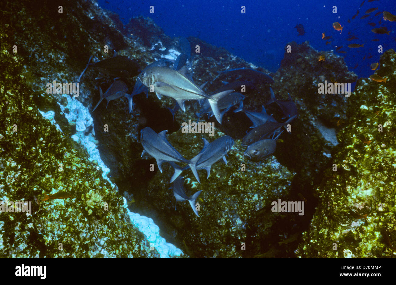 Scuba Diving,Cocos Island July1998 Digital underwater Slides
