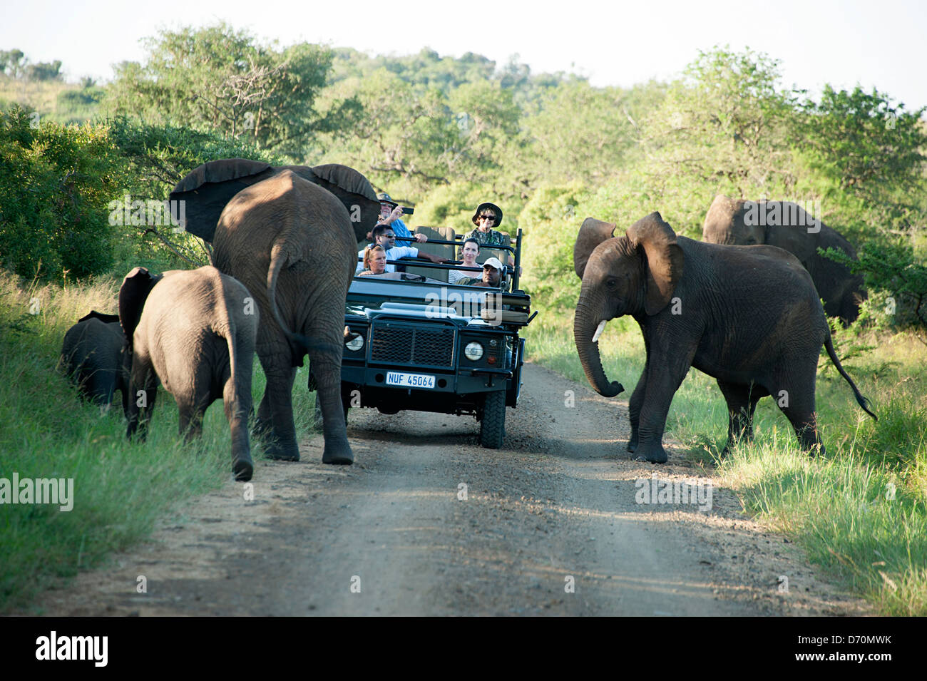 Car stops for elephants to cross road.  Thanda Game Reserve, South Africa Stock Photo