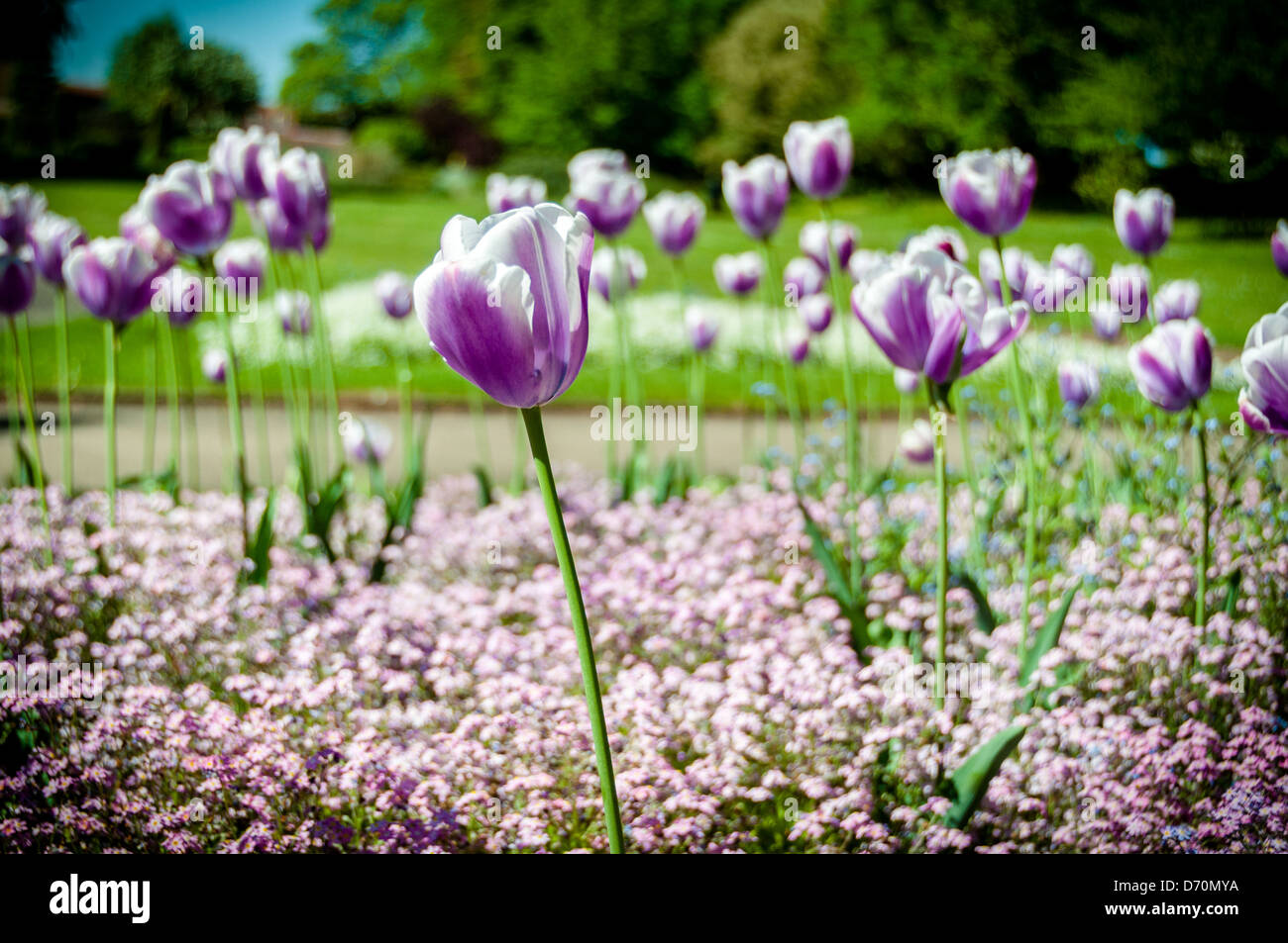 Garden plant tulips flower hi-res stock photography and images - Alamy