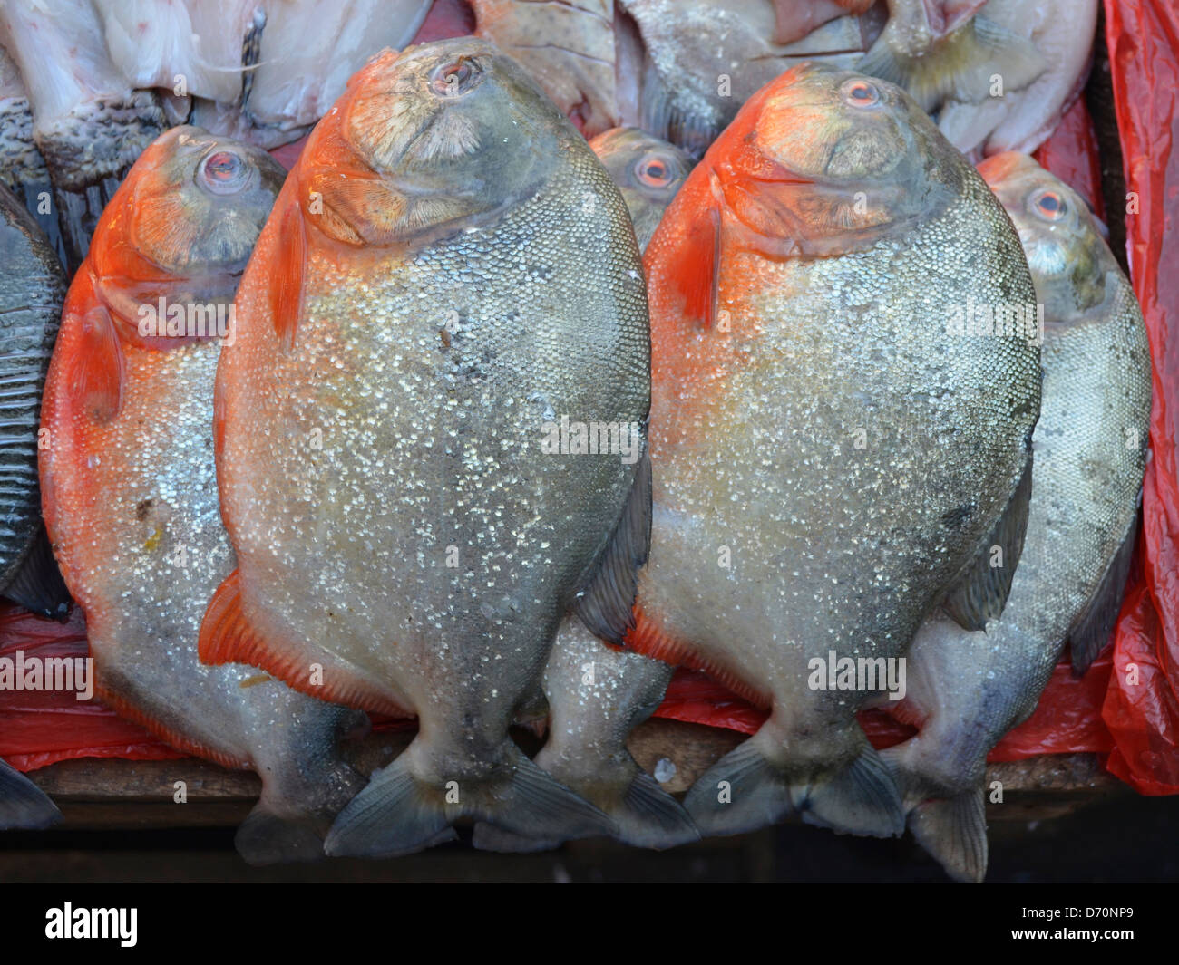 Piranhas for sale on a fish market stall in Iquitos, Peru Stock Photo