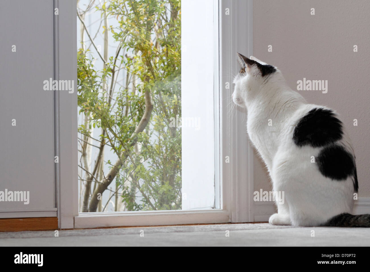 Domestic angry cat sitting in front of entry door. Kitten is