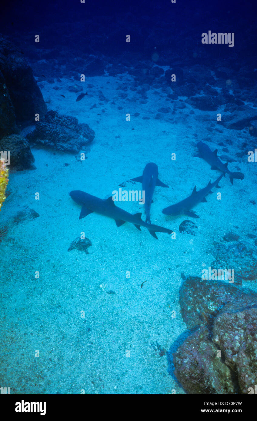 Scuba Diving,Cocos Island July1998 Digital underwater Slides