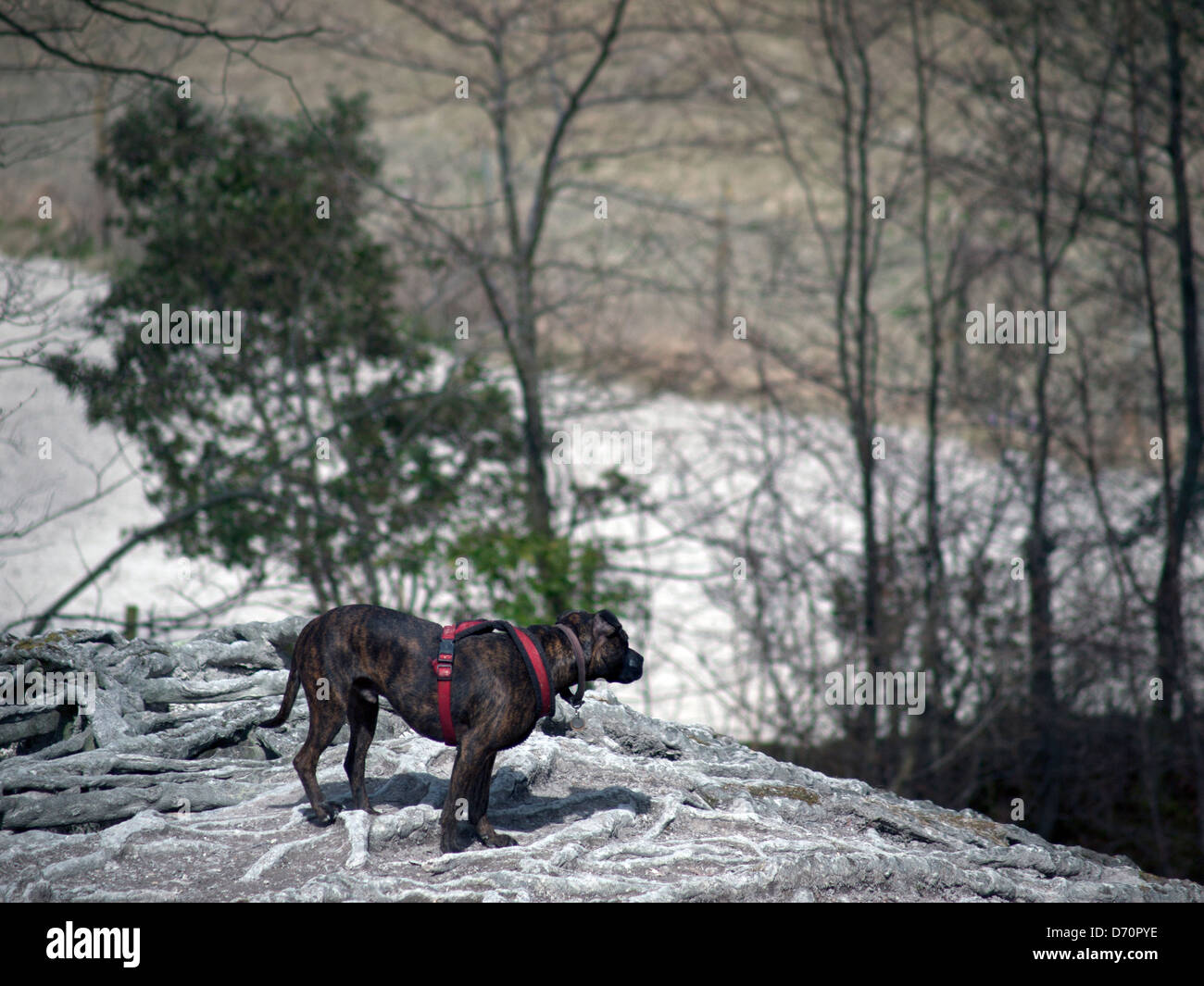 Red harness hi-res stock photography and images - Alamy