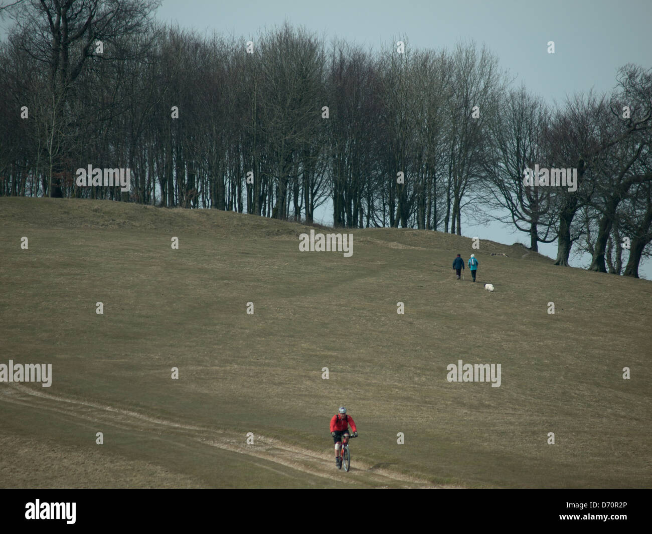 Chanctonbury Ring on the South Downs Stock Photo