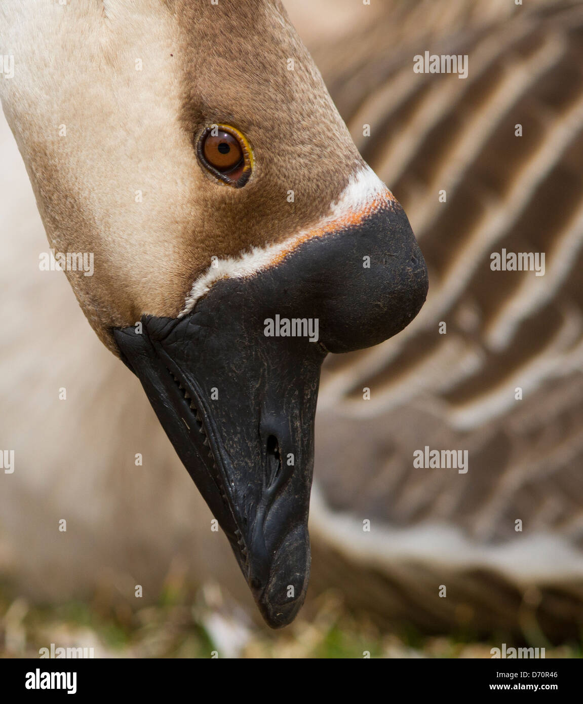 Aggressive male Greylag goose portrait in the park Stock Photo Alamy