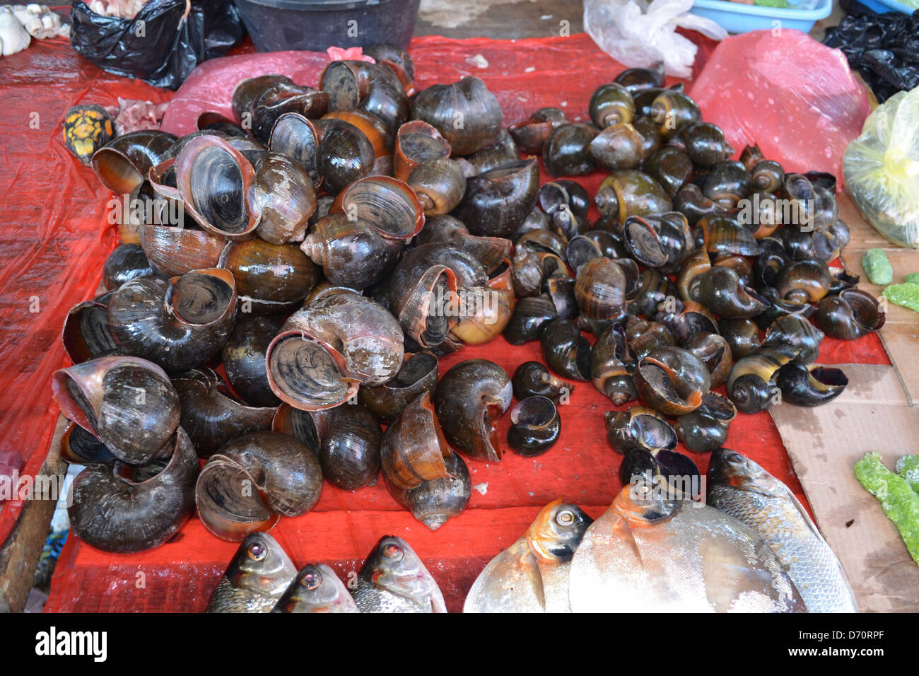 Turtle meat on sale in Belen market. Iquitos, Peru Stock Photo Alamy