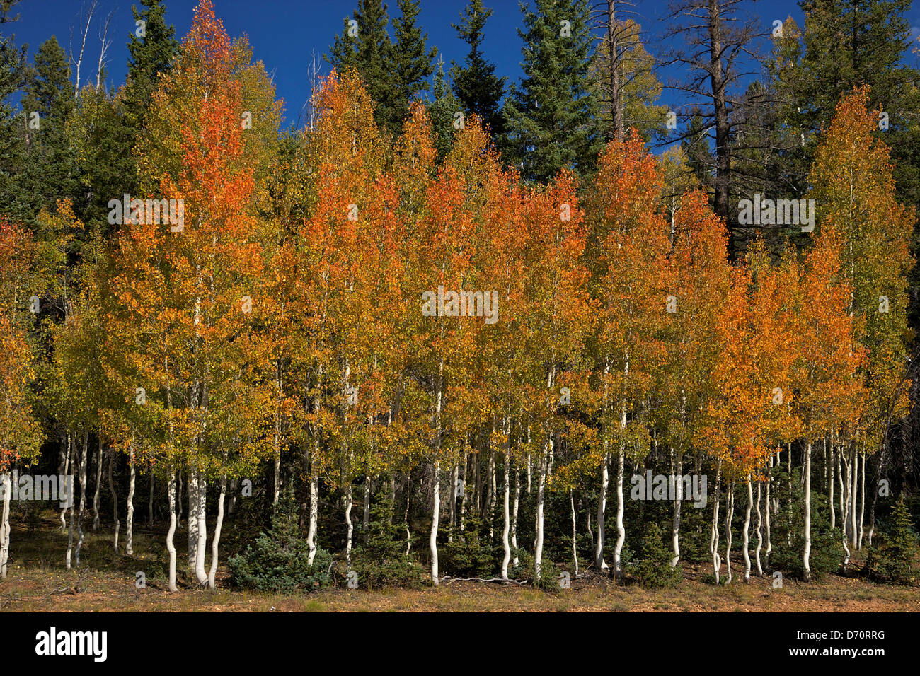 USA, Arizona, Grand Canyon National Park, Kaibab National Forest, Aspen, Lodgepole Pines (Pinus contorta) in autumn Stock Photo