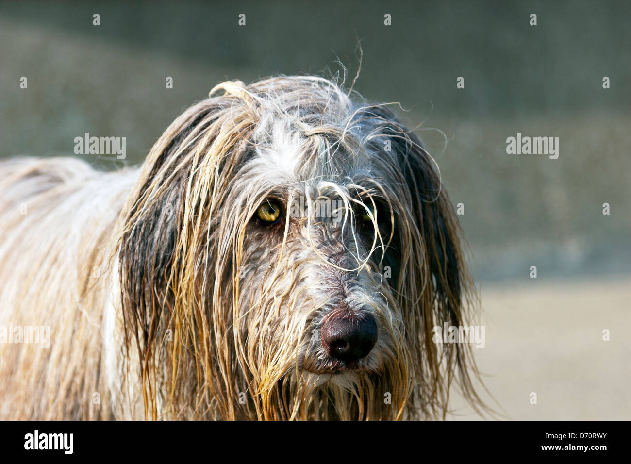 Soaking wet bearded collie pet dog on beach dripping water Stock Photo