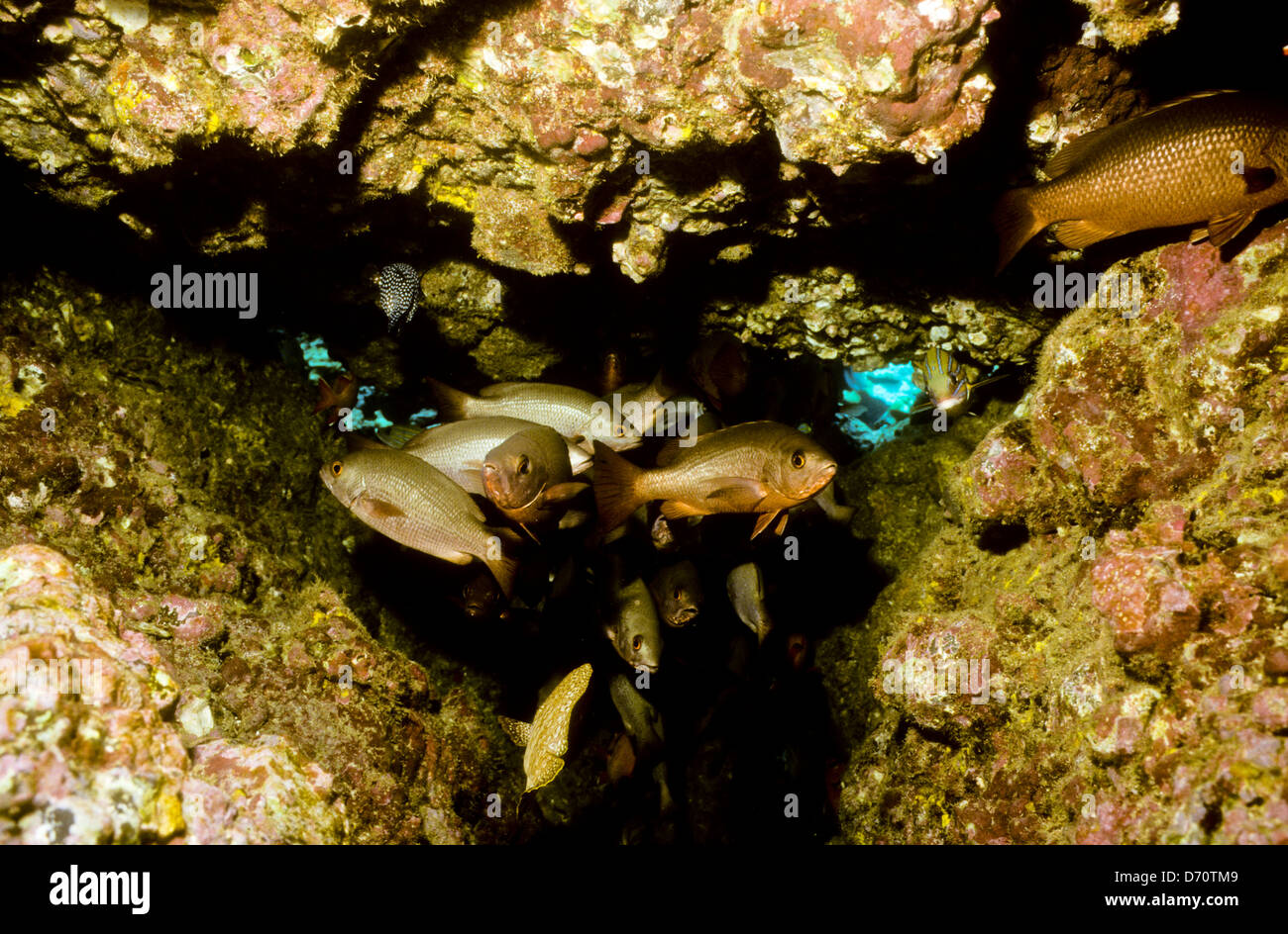 Scuba Diving,Cocos Island July1998 Digital underwater Slides