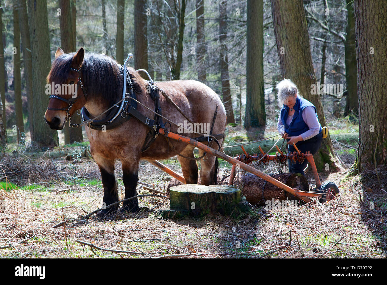 Horse logging at Blaen Bran Community Woodland, Cwmbran, Torfaen, South Wales, UK Stock Photo