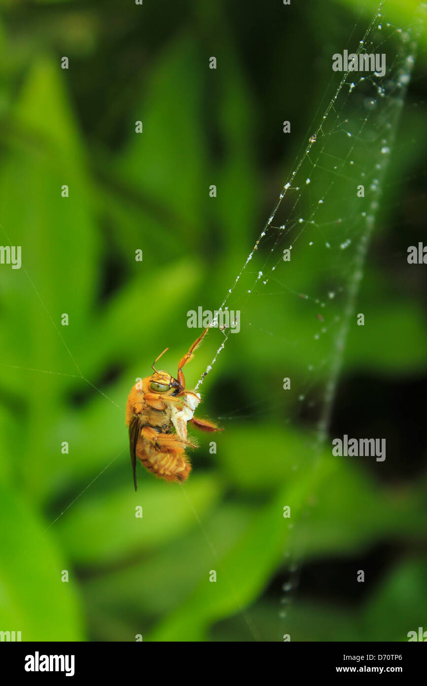Hawaiian Bee Caught in Spider  Stock Photo Alamy