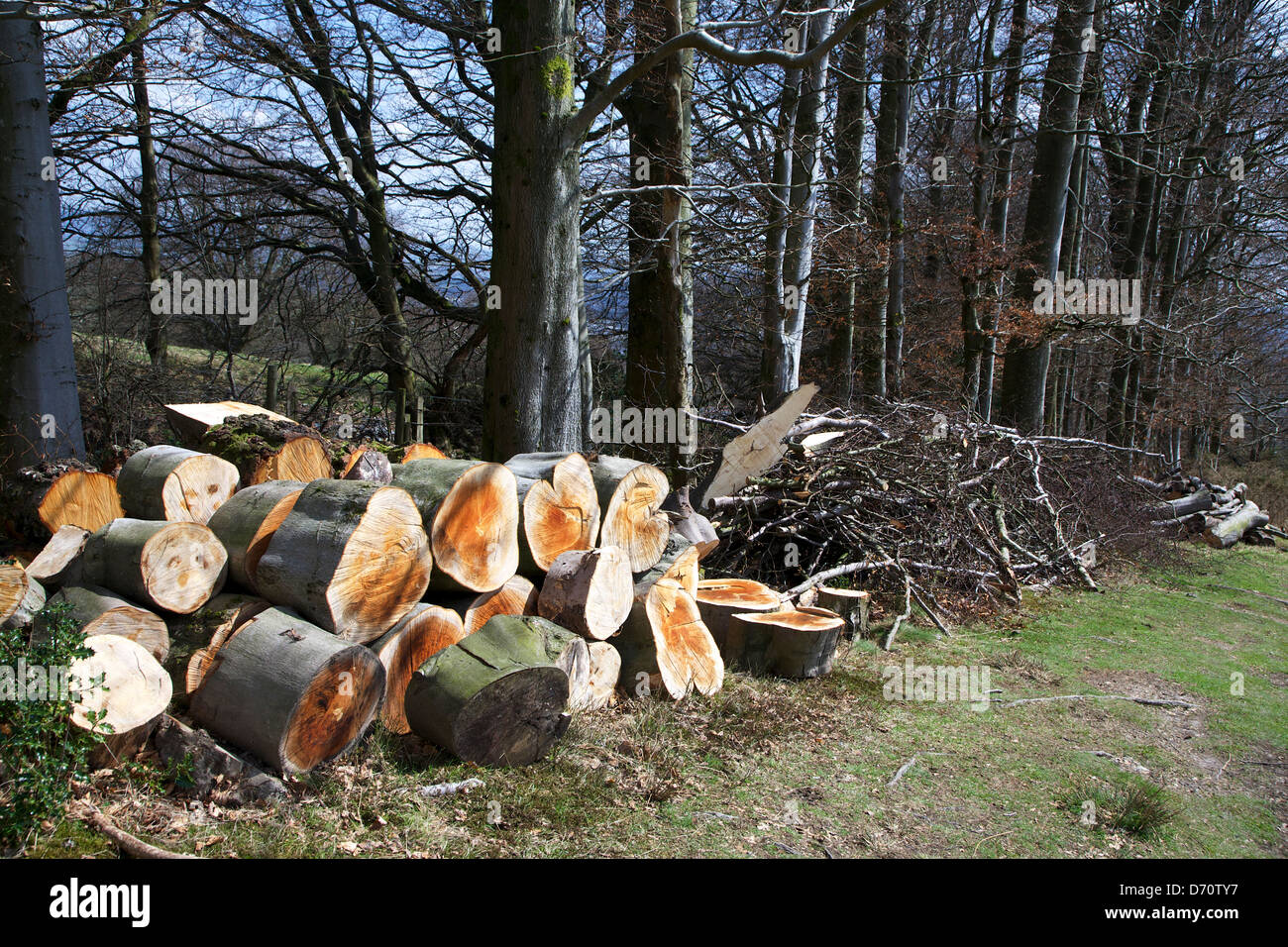 Woodland management: beech stacks at Blaen Blaen Community Woodland, Cwmbran, Torfaen, South Wales, UK Stock Photo