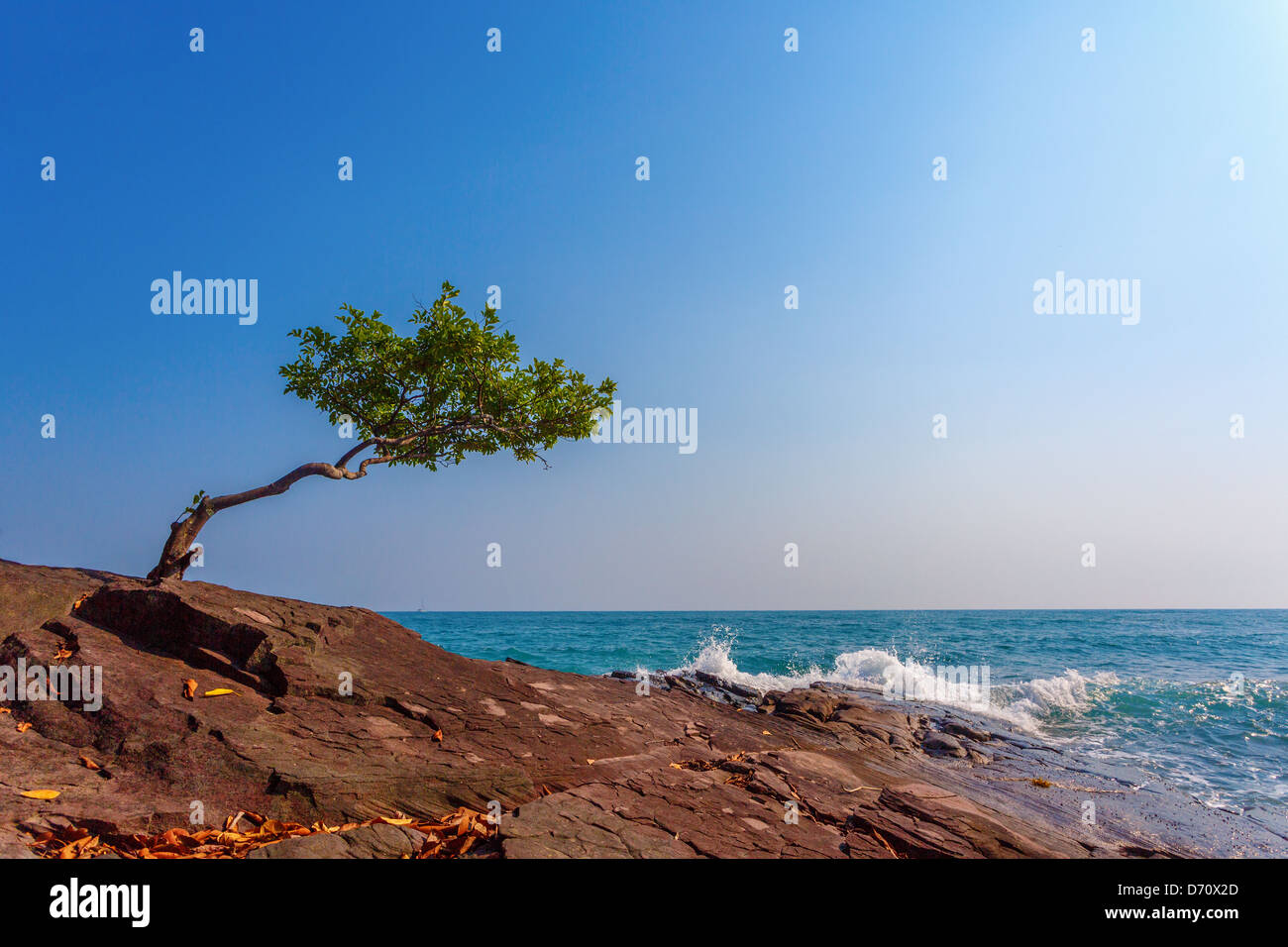 lonely tree on a rock Stock Photo - Alamy