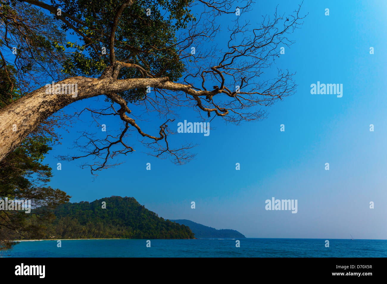 lonely tree on a rock Stock Photo - Alamy