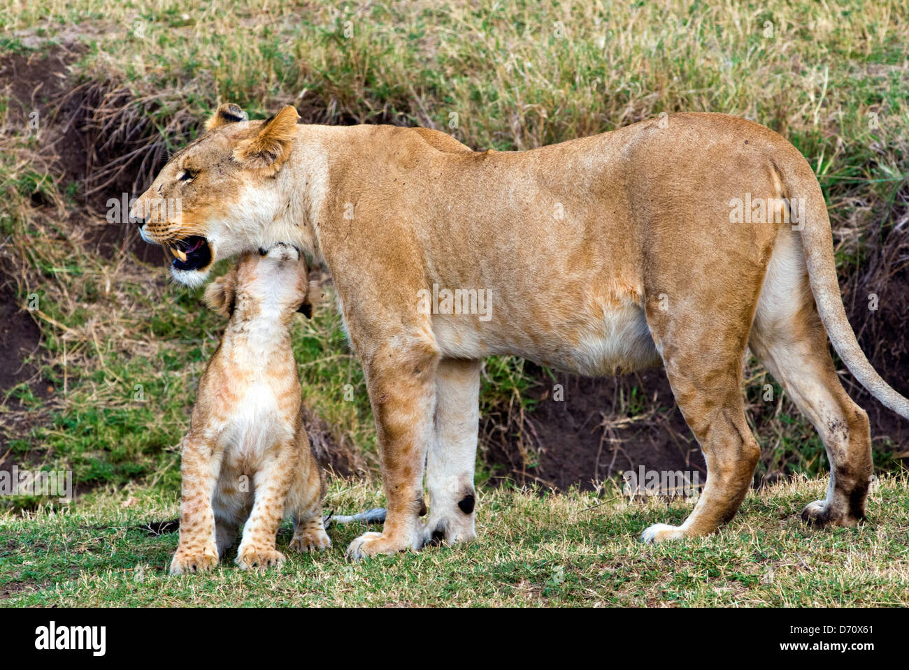 Kenya, Masai Mara National Reserve, Lion cub with lioness (Panthera leo ...
