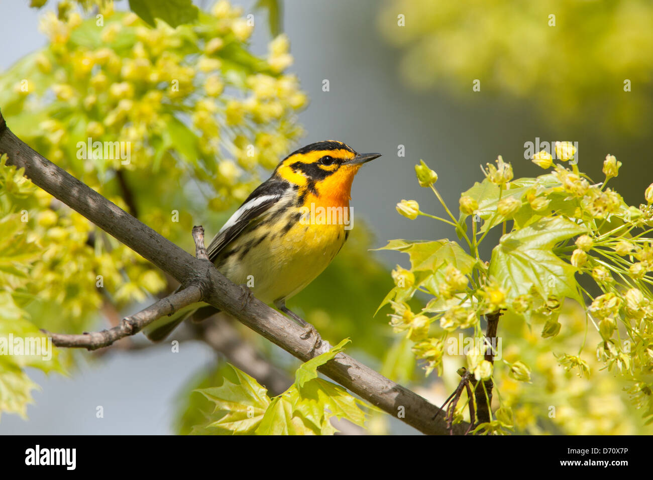 Blackburnian Warbler perching in Maple Tree Blossoms bird songbird Ornithology Science Nature Wildlife Environment Stock Photo