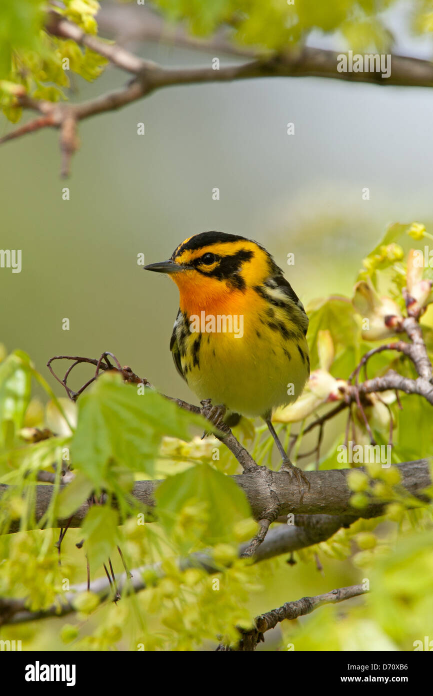 Blackburnian Warbler perching in Maple Tree Blossoms - vertical bird songbird Ornithology Science Nature Wildlife Environment Stock Photo