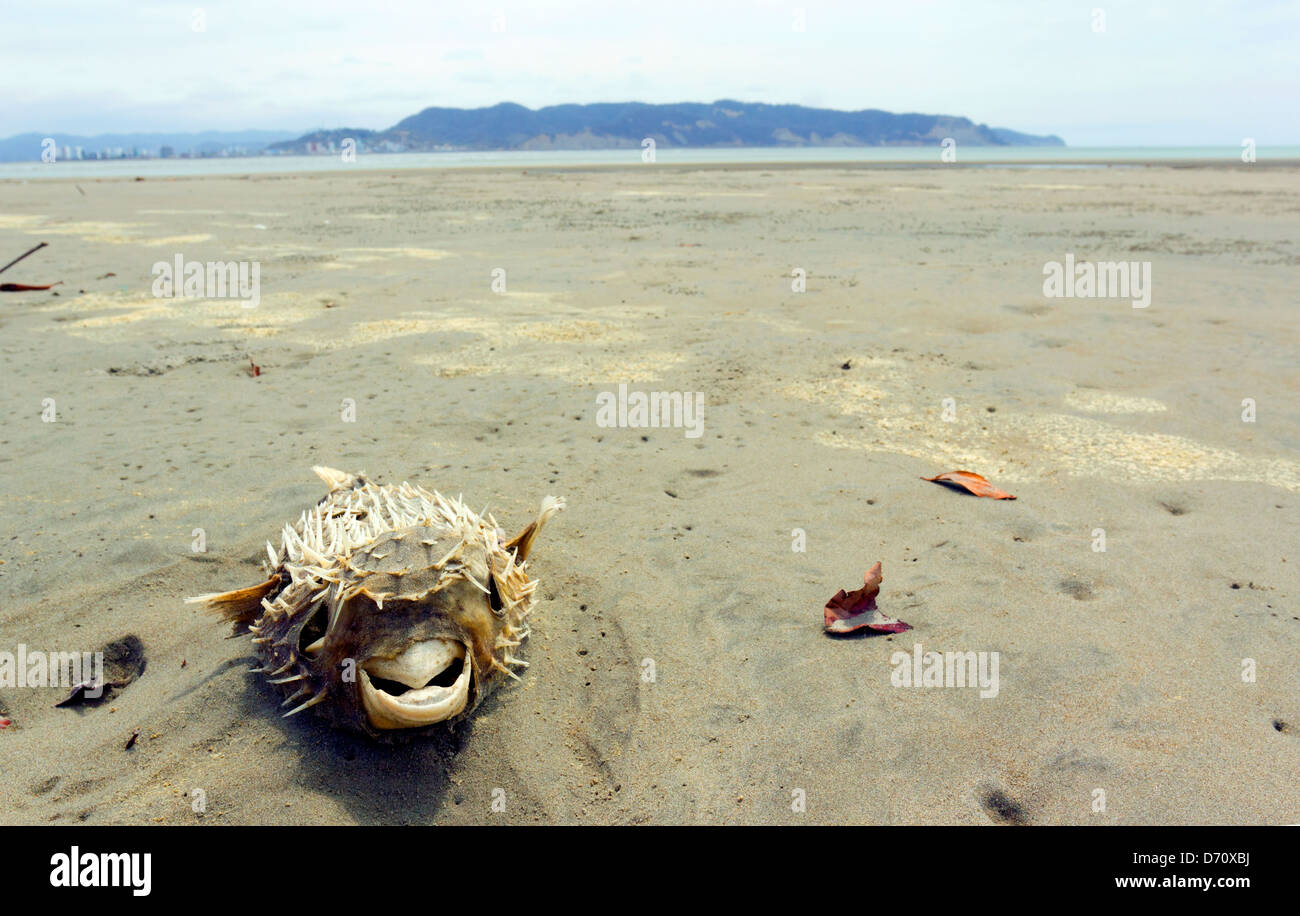 Dead pufferfish on a beach on the Pacific coast of Ecuador Stock Photo