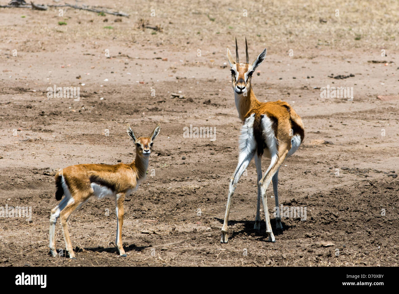 Kenya, Masai Mara National Reserve, View of two Thomson's Gazelles ...