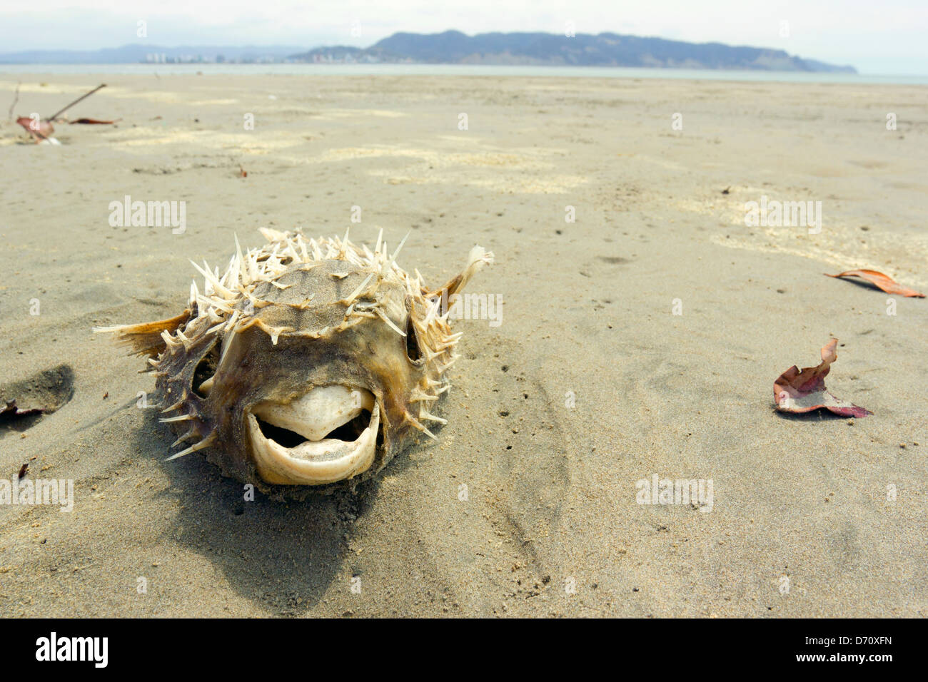 Dead pufferfish on a beach on the Pacific coast of Ecuador Stock Photo