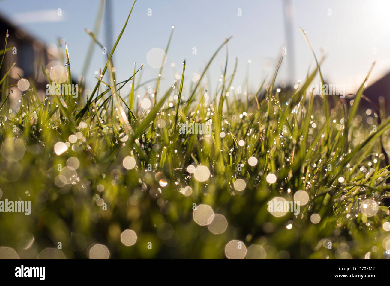 Wet grass verge hi-res stock photography and images - Alamy
