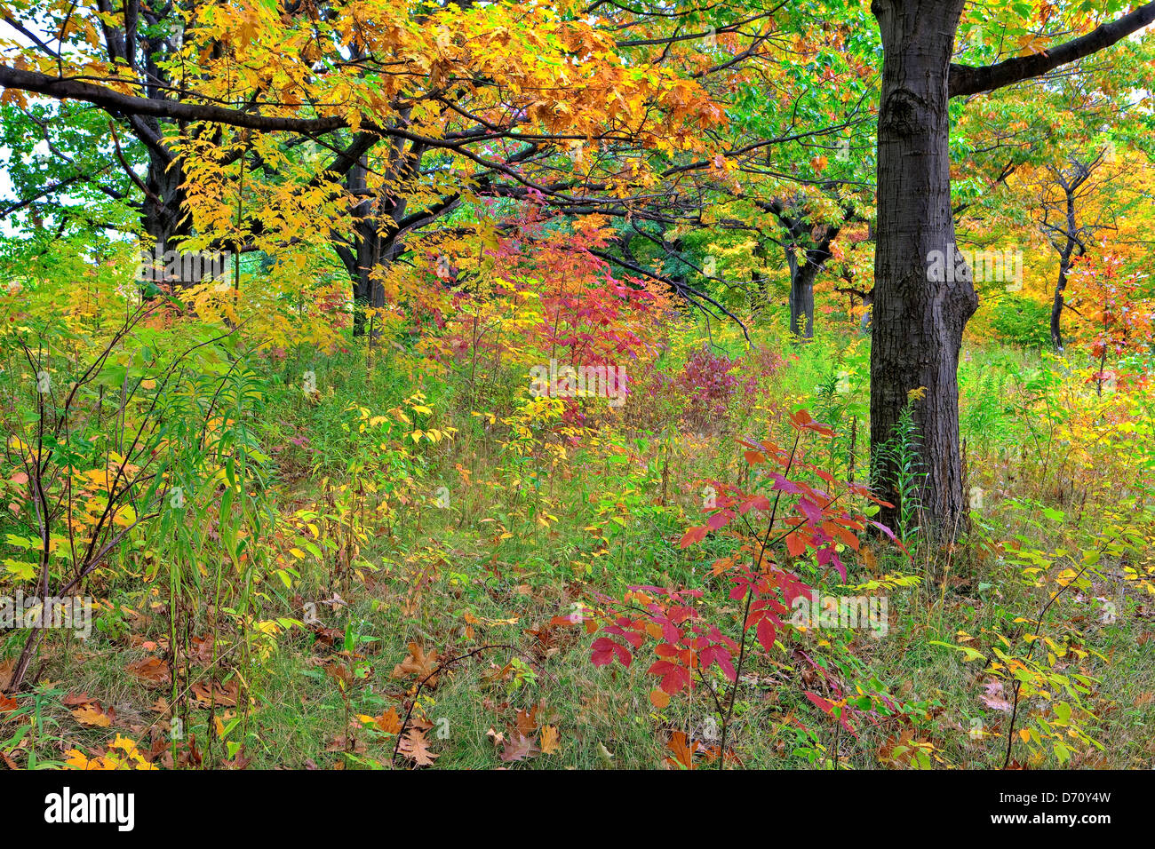 Autumn, Niagara Escarpment, Ontario, Canada Stock Photo