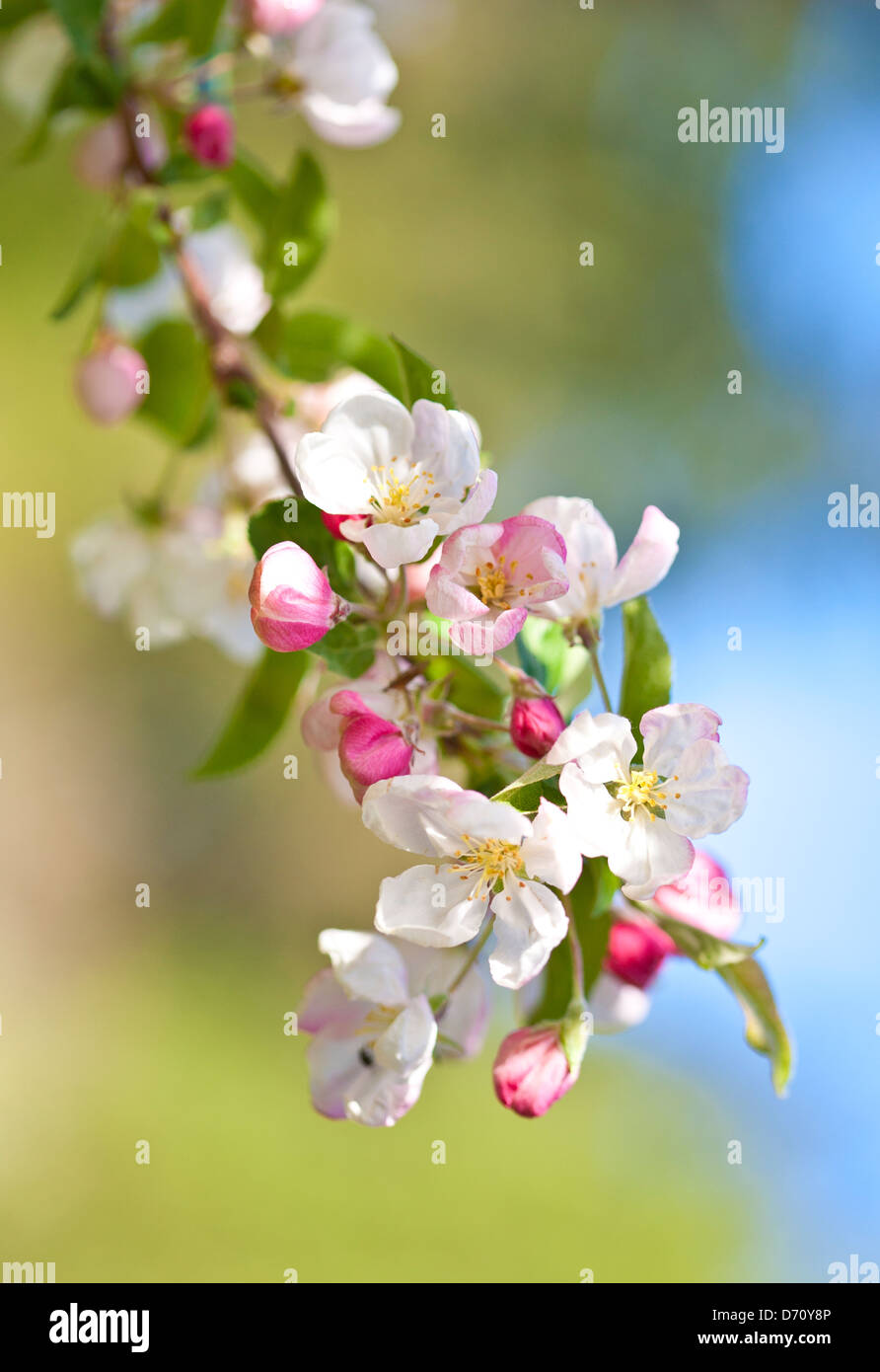 Spring apple blossom Stock Photo