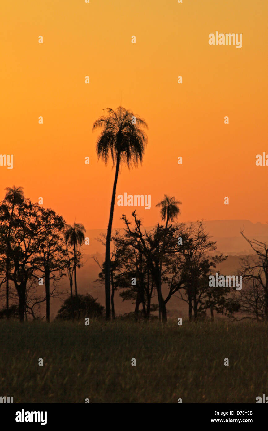 Mato grosso do sul palm trees hi-res stock photography and images - Alamy