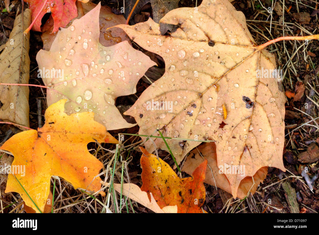 Leaves Autumn Niagara Escarpment Ontario Canada Stock Photo