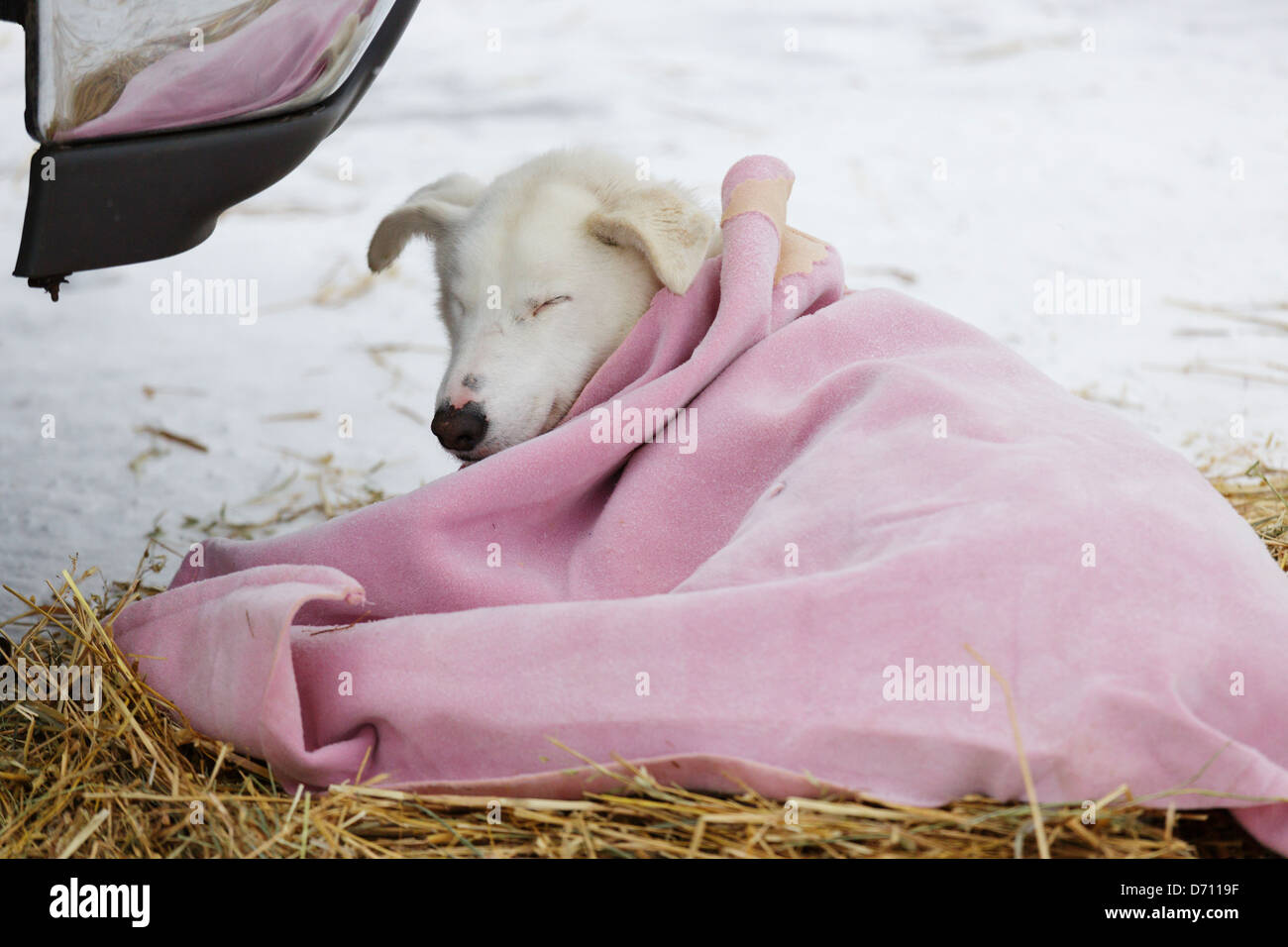A sled dog rests at the Devil's Track checkpoint during the John ...