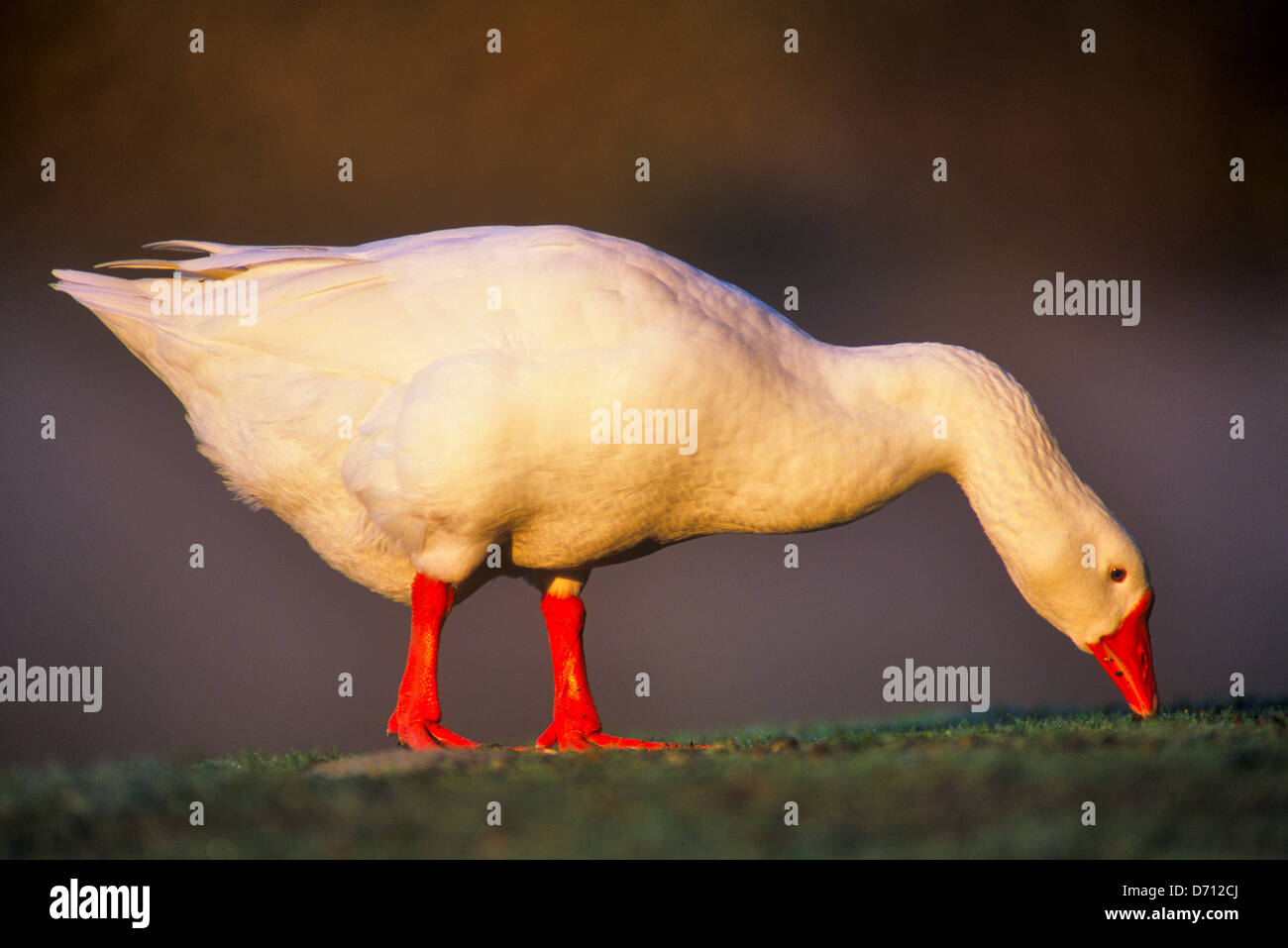 Canada, Vancouver Island, Norwegian White Goose Stock Photo - Alamy